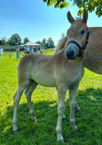 Haflinger Hengstfohlen 